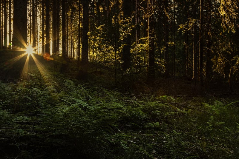 Mystical Forest