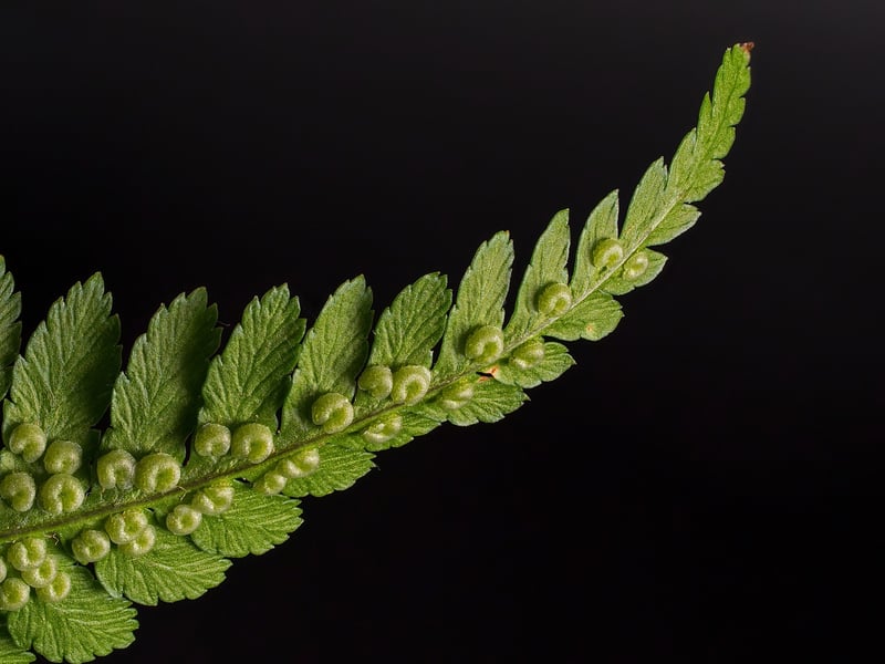 Phoenix Feather Fern
