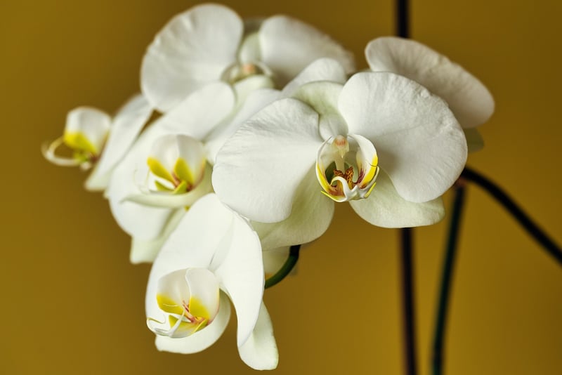 Ghost Orchid