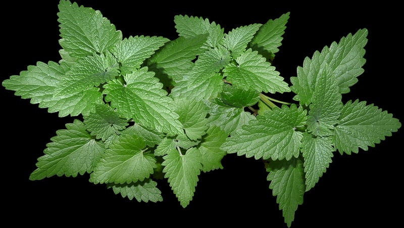 Starlight Mint