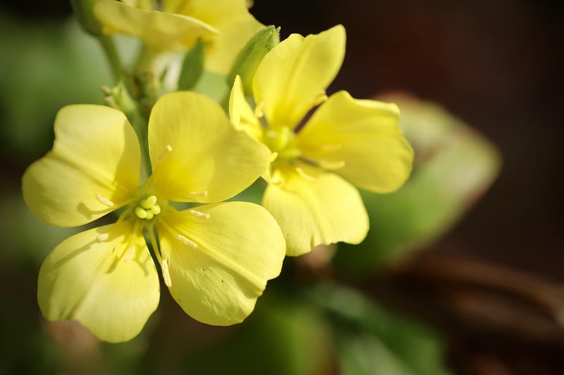 Enchanted Evening Primrose