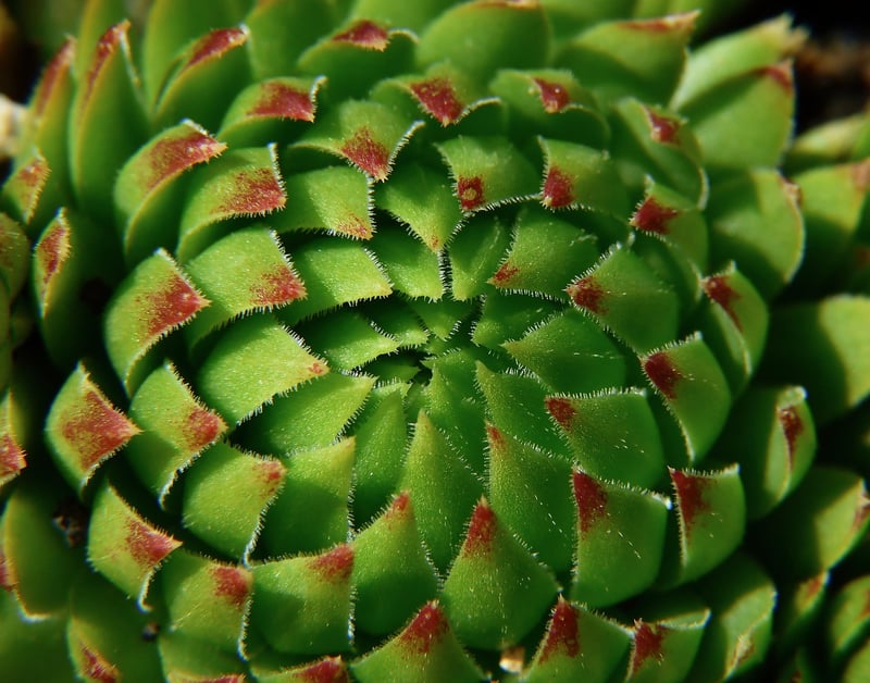 Dragon's Breath Succulent